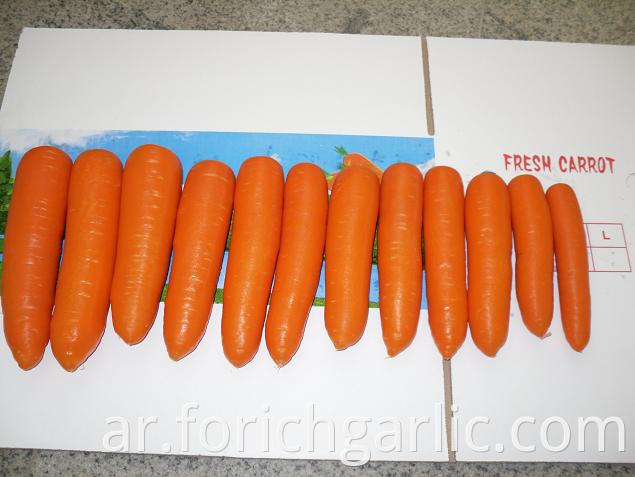 Fresh Carrot